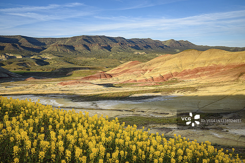 约翰·戴化石床国家纪念地彩绘山中的金蜂植物图片素材