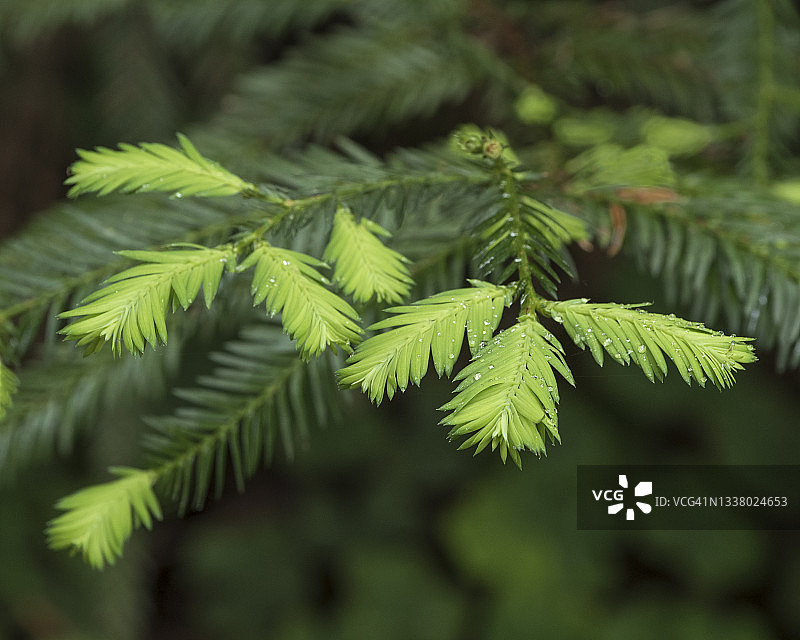 红杉树的新生枝叶；加利福尼亚州草原溪红杉州立公园图片素材