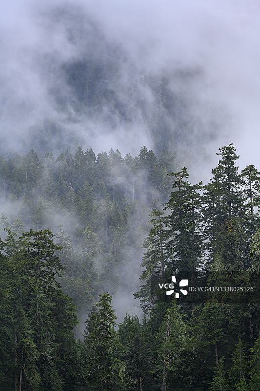 俄勒冈州休斯洛国家森林康明斯河上方的雾图片素材