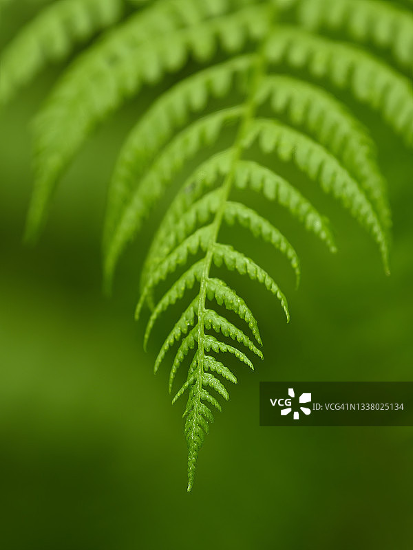 阔叶荚果蕨；俄勒冈州中部海岸休斯洛国家森林公园的山谷小径图片素材