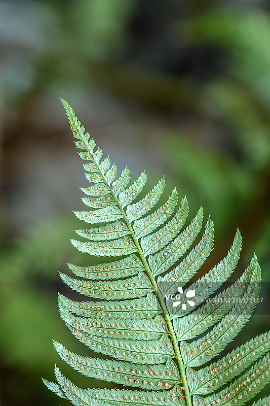 俄勒冈州威拉米特国家森林公园秋溪的剑蕨叶和孢子图片素材