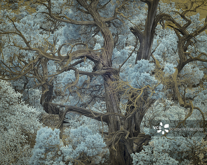 亚利桑那州科科尼诺国家森林的犹他刺柏树（超彩色红外照片）图片素材