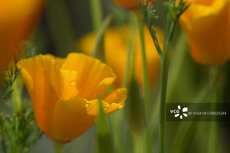 加利福尼亚罂粟花图片素材
