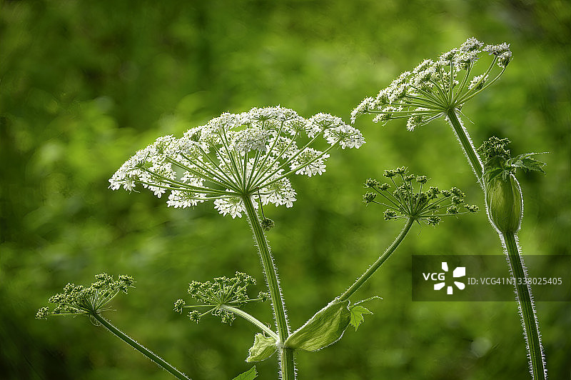 北美独活图片素材