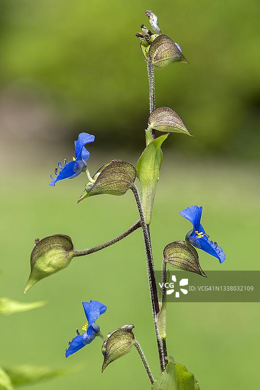 巴伐利亚植物园的鸭跖草图片素材