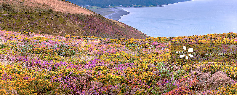 埃克斯穆尔风景如画的石楠覆盖丘陵，八月下旬图片素材