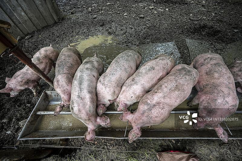 户外围栏中猪槽旁的家猪（Sus scrofa domesticus），德国巴伐利亚州阿尔高地区图片素材