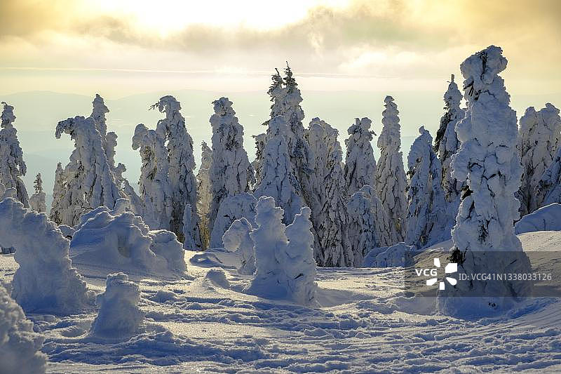 德国巴伐利亚森林公园雪山云杉日落图片素材