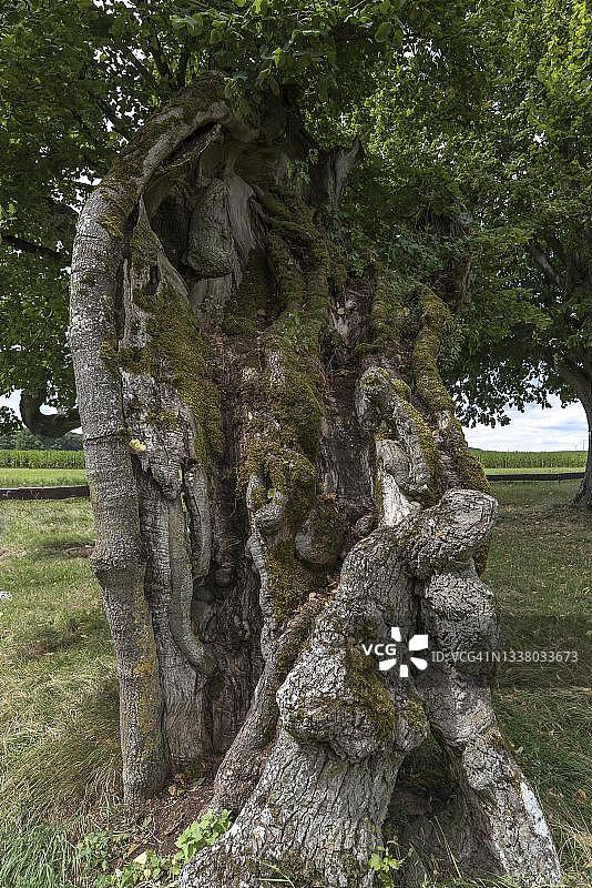 德国巴伐利亚州卡尔斯贝格，大型阔叶菩提树（Tilia platyphyllos）的千年树干图片素材
