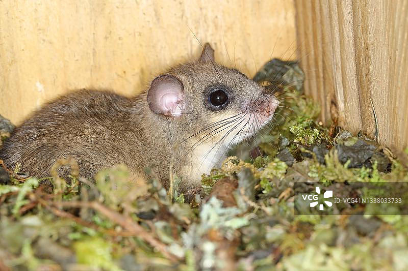 林栖睡鼠：夏季栖息于德国锡根兰的巢箱中图片素材