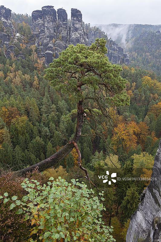 德国萨克森瑞士国家公园巴斯泰区礁松图片素材