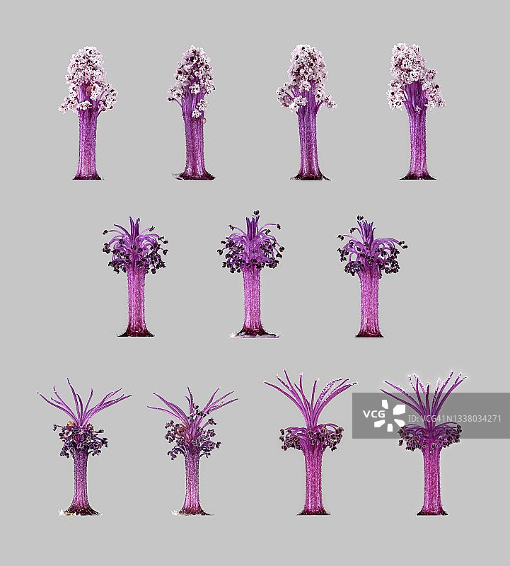 摩洛哥野生锦葵（小蜀葵亚种），花，子房，雌蕊，雄性开花期，雌性开花期，摩洛哥阿特拉斯山脉特有图片素材