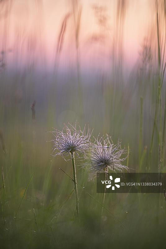 德国北莱茵-威斯特法伦州埃菲尔的白头翁图片素材