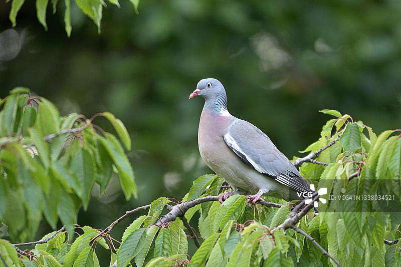 德国北莱茵-威斯特法伦的成年普通斑鸠图片素材