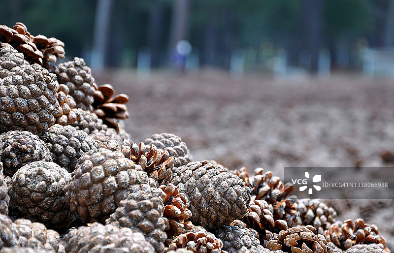 土耳其贝尔加马附近阿萨吉库马的松子生产：松果干燥图片素材