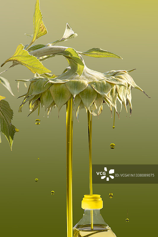 成熟的向日葵植物提炼出少量石油——农业食品生产的隐喻图片素材