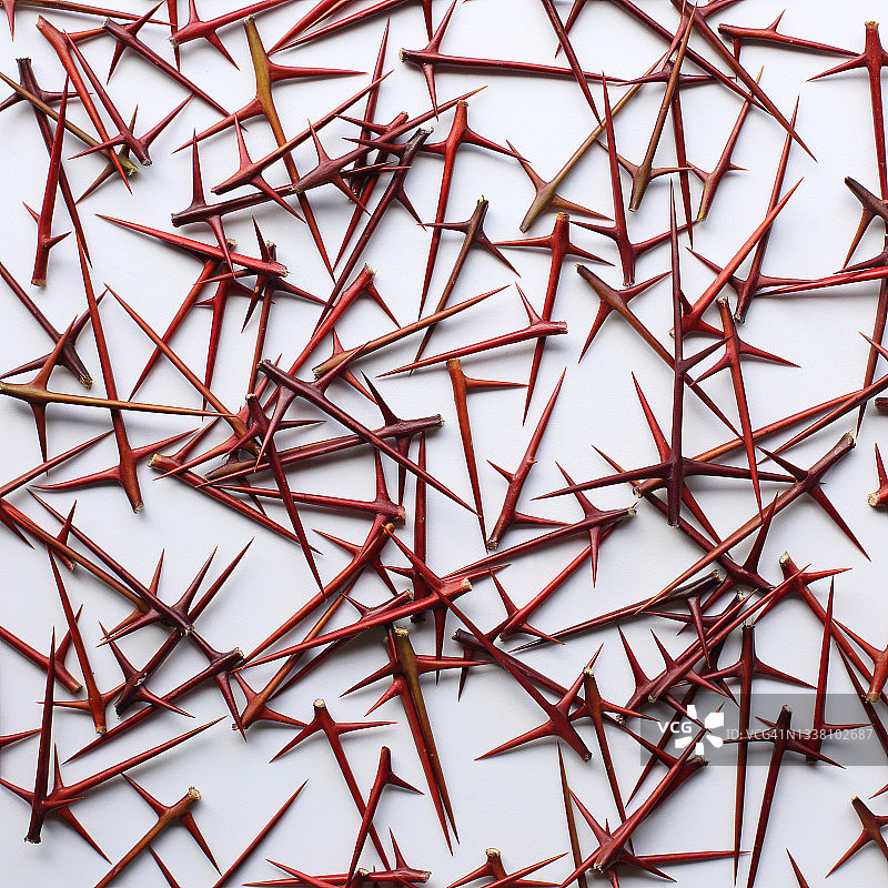 白色背景上的金合欢刺图片素材