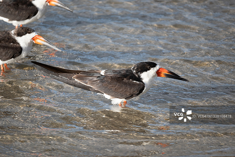 黑燕鸥类图片素材