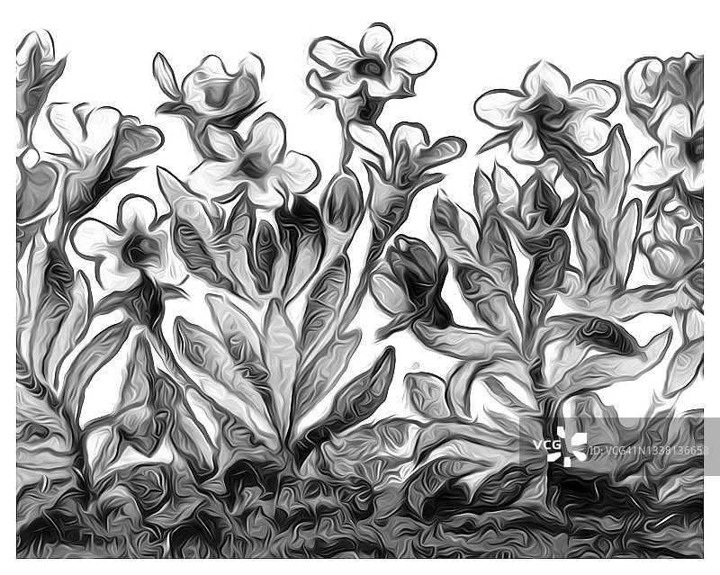 高山岩生茉莉古老图图片素材