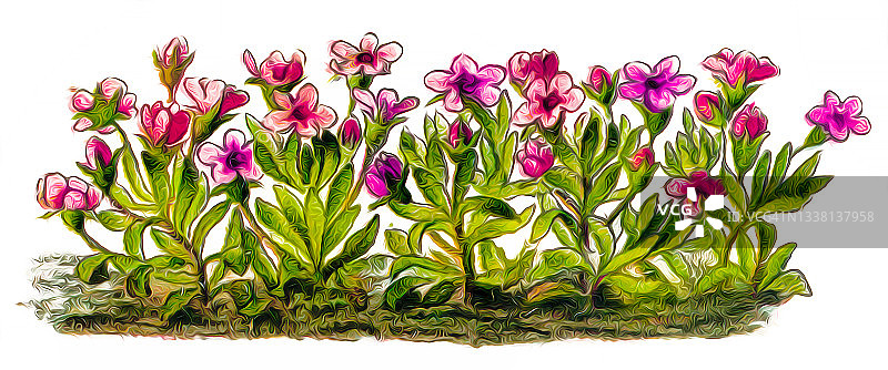 高山岩生茉莉古老图图片素材