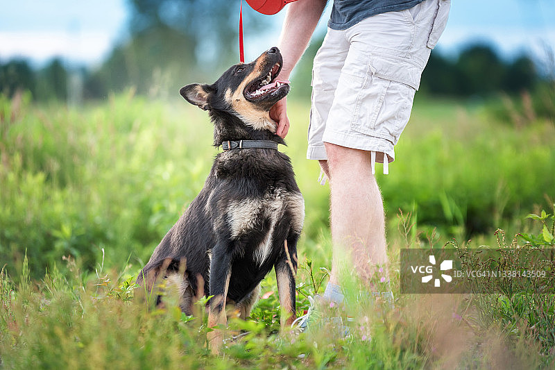犬类训练图片素材