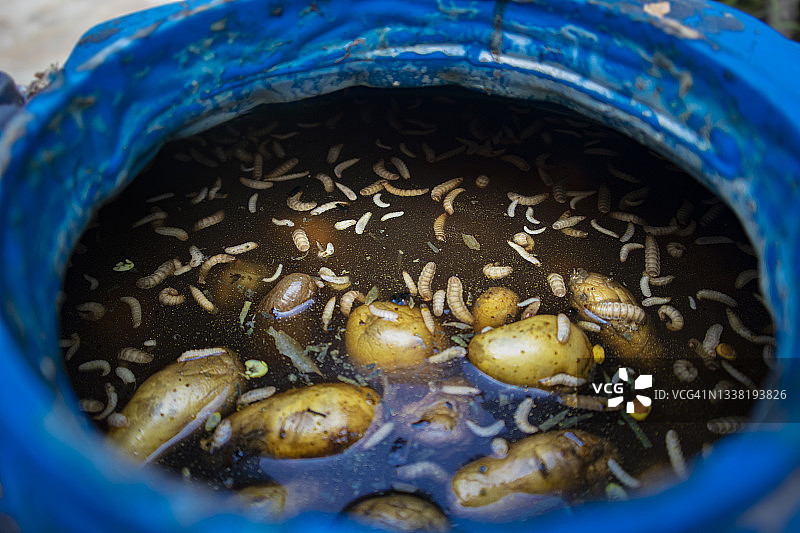 用可食用物和腐烂的土豆分解制备的蚯蚓堆肥有机农药图片素材