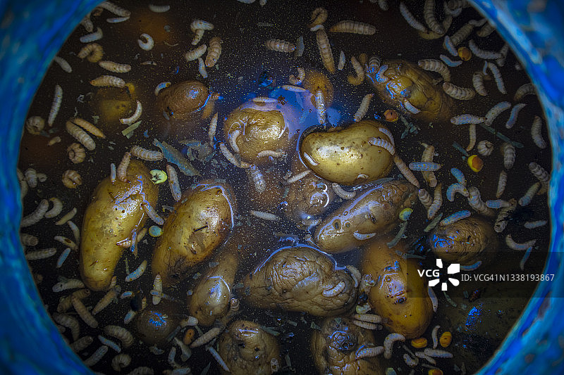 用可食用物和腐烂的土豆分解制备的蚯蚓堆肥有机农药图片素材