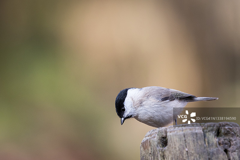 沼泽山雀栖息在树桩上图片素材