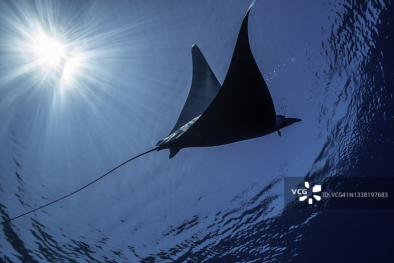 蝠鲼轮廓，利古里亚海，意大利。图片素材