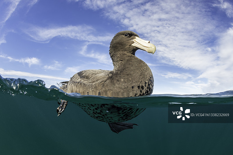 巨海燕，位于阿根廷瓦尔德斯半岛新海湾图片素材
