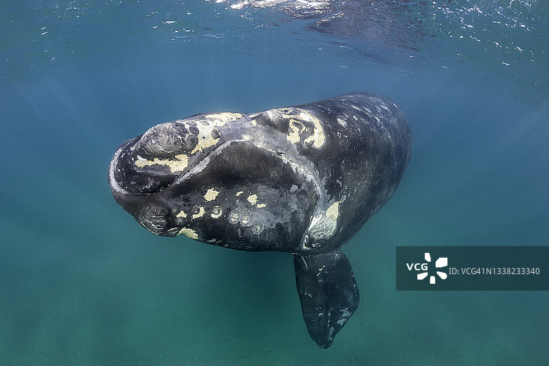 阿根廷瓦尔德斯半岛露脊鲸幼崽图片素材