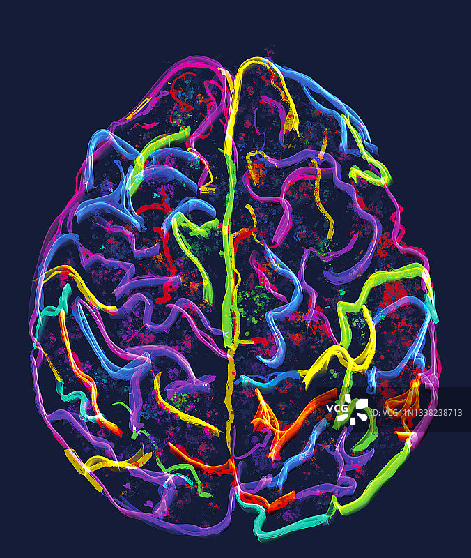 从上方看到的彩色大脑插图，分为两个半图片素材