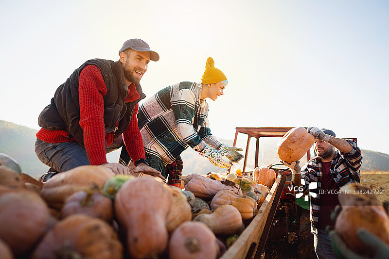 农场工人在收获后将南瓜装入拖拉机图片素材