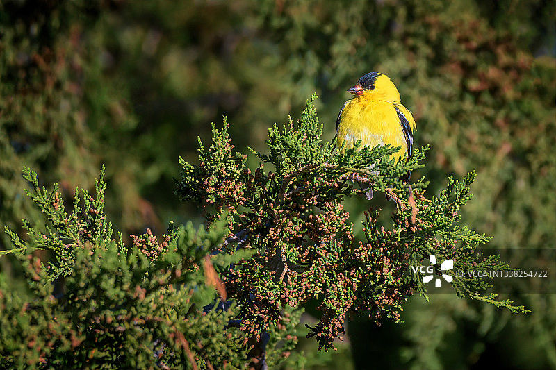 栖息在尼奥布拉拉堡国家野生动物保护区附近的美洲金翅雀，内布拉斯加州情人节图片素材