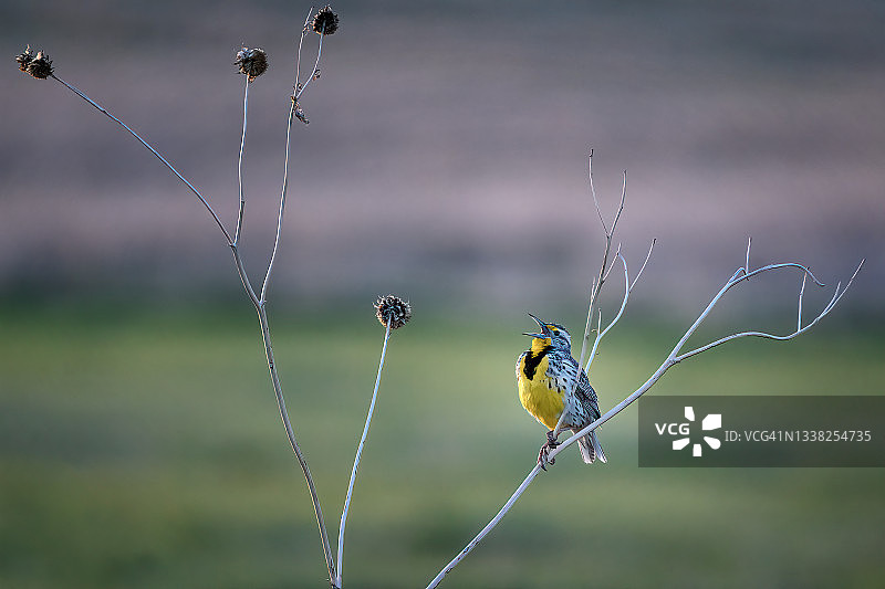 内布拉斯加州瓦伦丁附近尼奥布拉拉堡国家野生动物保护区的西方草地鹨鸣叫图片素材