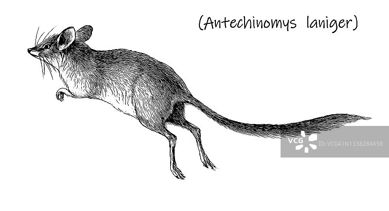 宽足有袋小鼠、有袋小鼠、通道鼠的古老雕刻插图图片素材