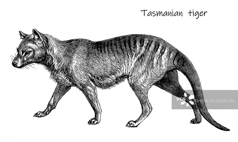 已灭绝的袋狼老式雕刻插图图片素材