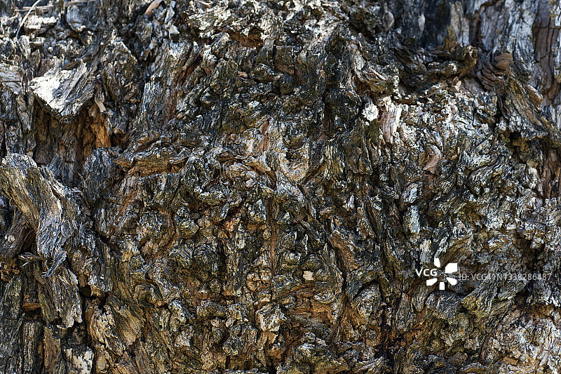 栓皮树皮图片素材