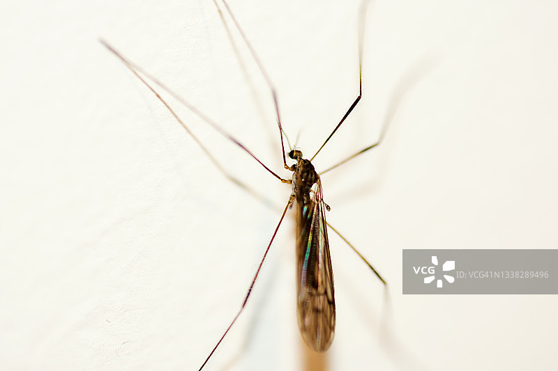 白色墙壁上的蚊子图片素材