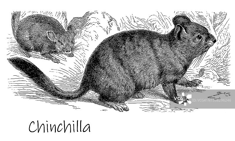 金丝鼠古版画图片素材