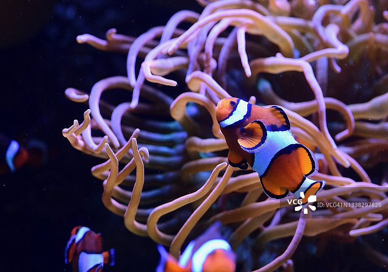 小丑鱼图片素材