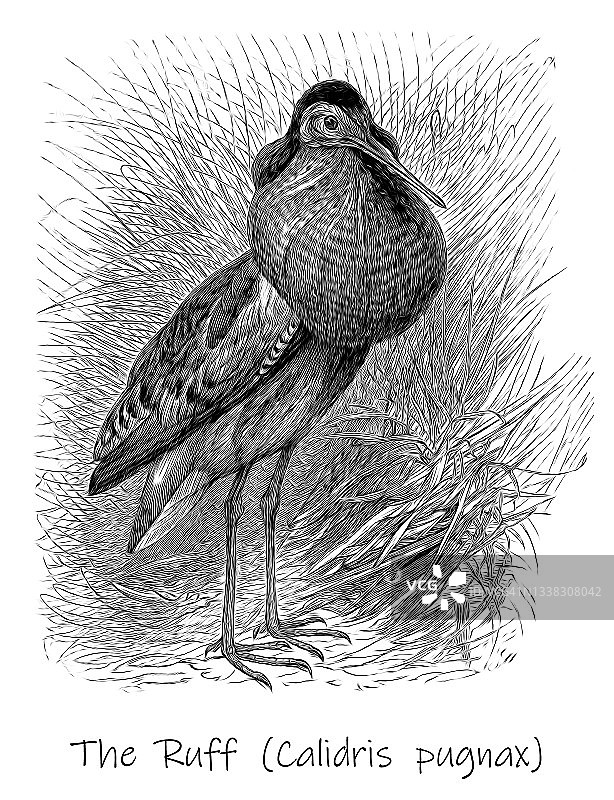 鸟类学古老雕刻插图： The Ruff bird (Machetes pugnax)图片素材
