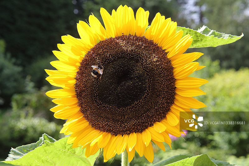 英国花园里向日葵上的大黄蜂图片素材