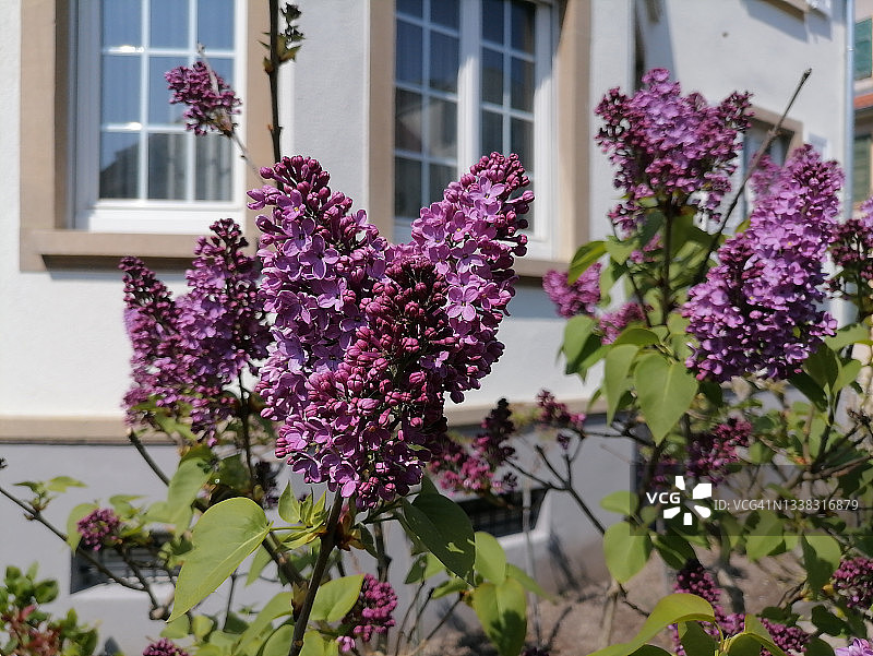 城市房屋阳台和外墙上的紫藤图片素材