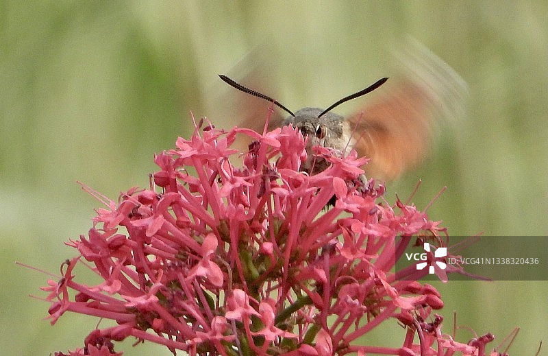 2021蜂鸟鹰蛾图片素材