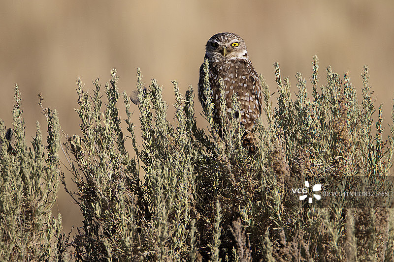 鼠尾草Qwl图片素材