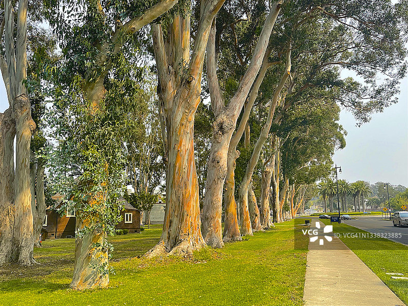 马雷岛瓦列霍人行道与巨树图片素材
