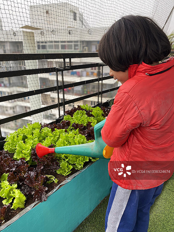 印度女孩用红色喷壶浇灌红色和绿色珊瑚生菜叶特写图片素材