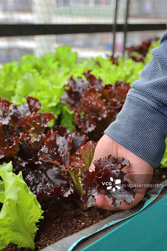 园丁采摘红色珊瑚生菜叶特写，拇指和手指捏着罗莎红生菜图片素材