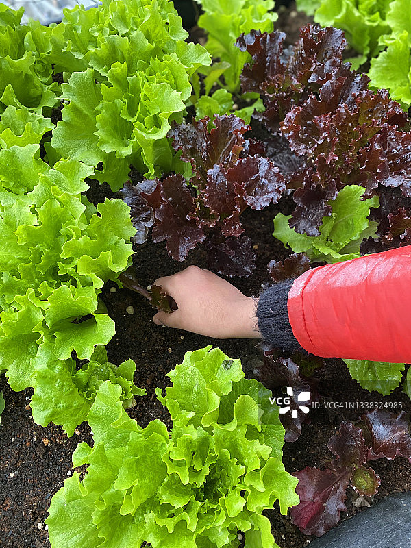 采摘红色珊瑚生菜的印度女孩图片素材